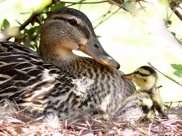 Mallards